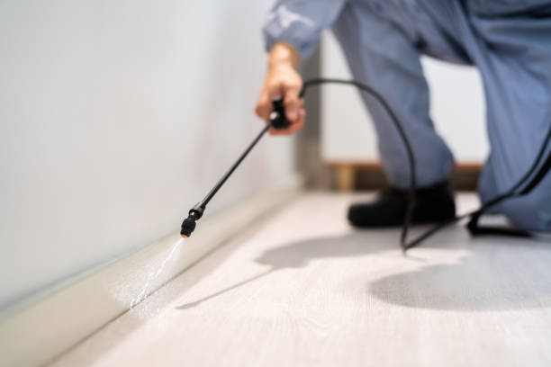 Licensed Wasp Control service in Fort Leonard Wood, MO - Nex Pest Control